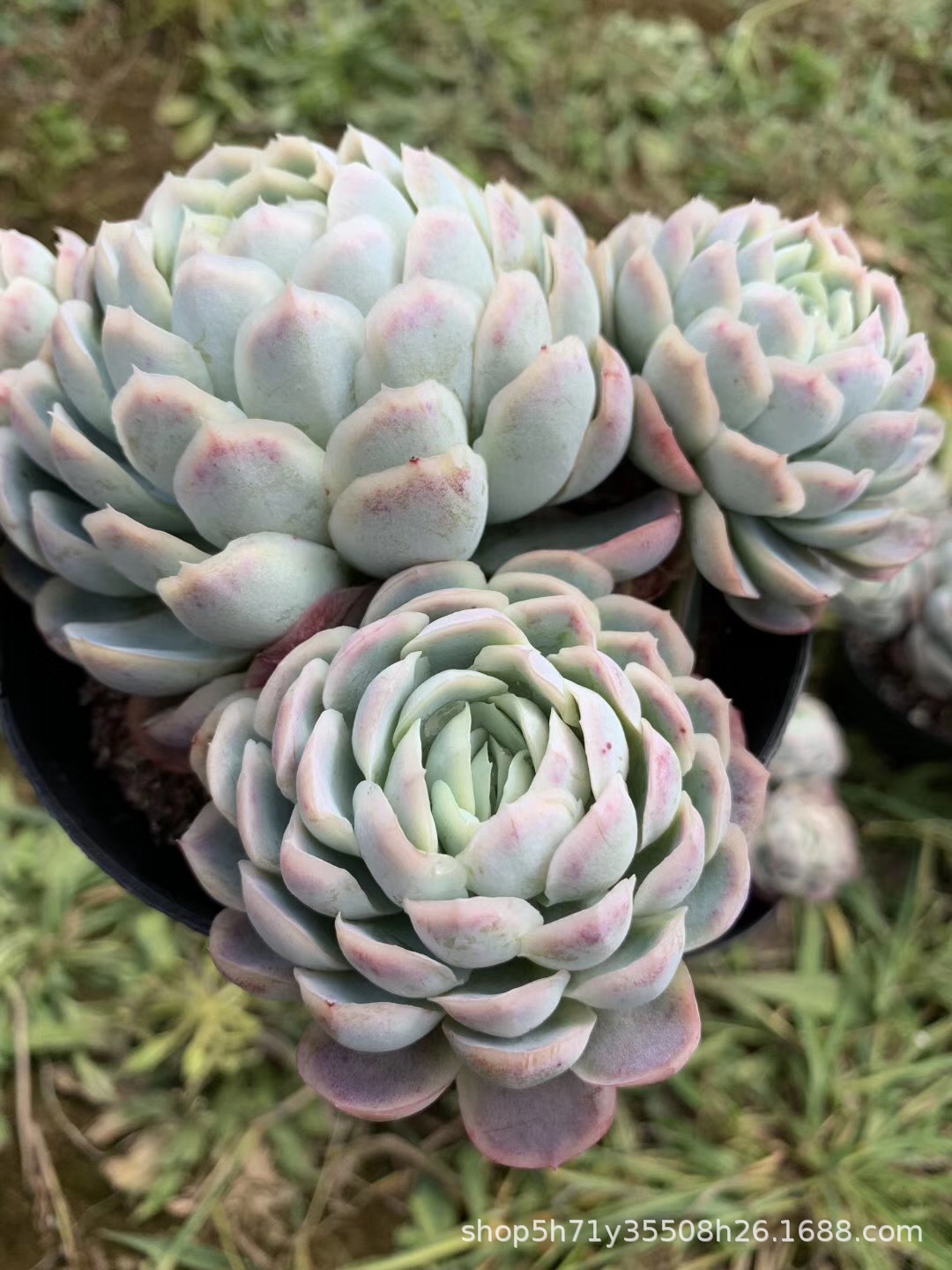 855精品状态多肉植物基地批发 紫月影群盆12cm多肉珍稀品种裸根发