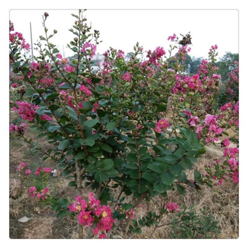 苗圃供应百日红小苗 美国紫薇红火箭 80厘米高紫薇树苗价格