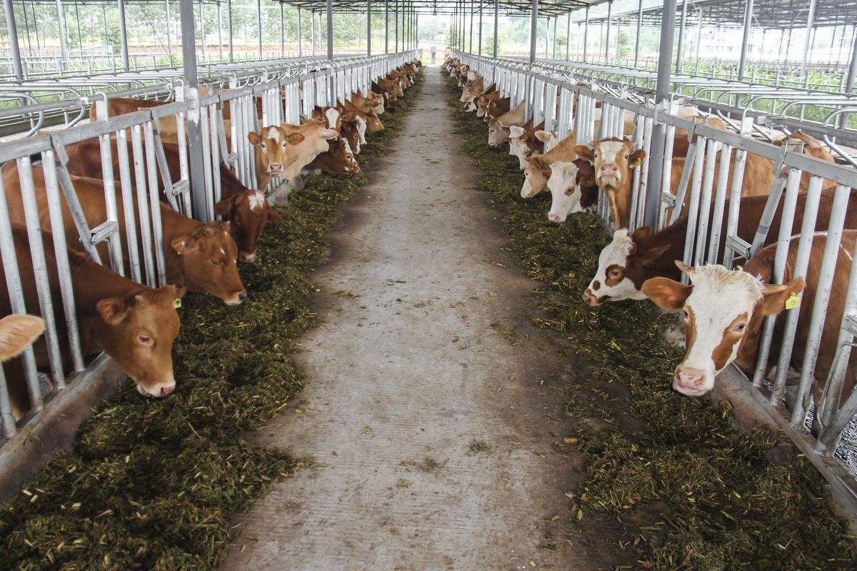 怎么才能科学的使用豆渣养牛