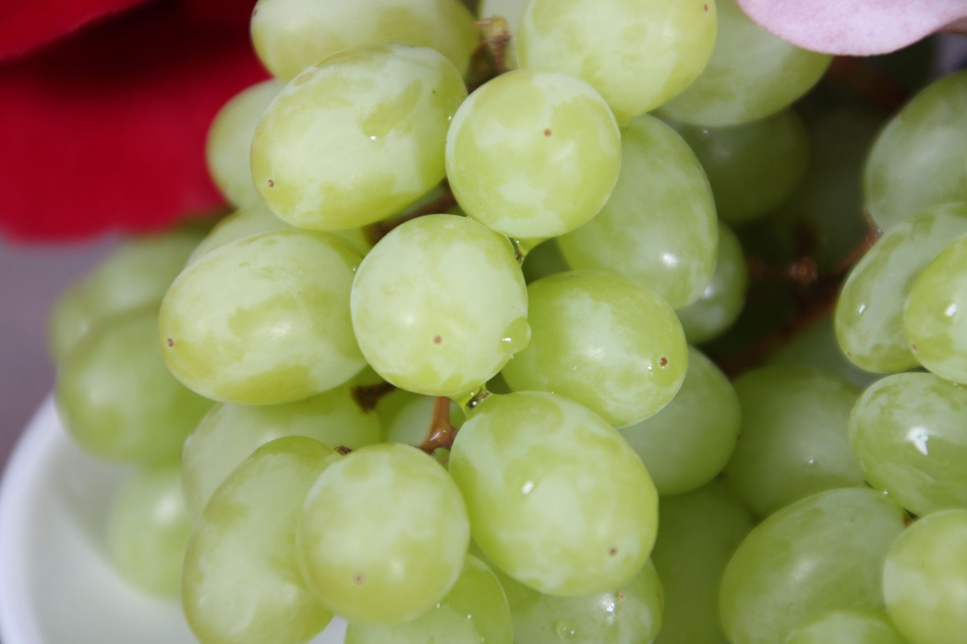 供应 新疆特产水果 吐鲁番无核白 无核白葡萄 新鲜无核白葡.