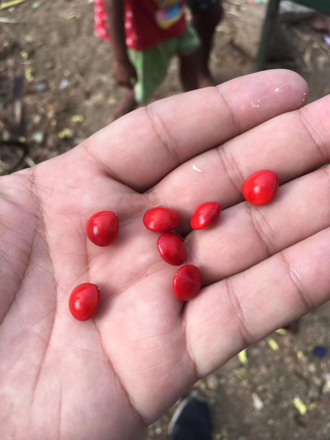相思红豆,相思豆 ,血菩提原籽原料红豆菩提红豆批发红豆菩提子