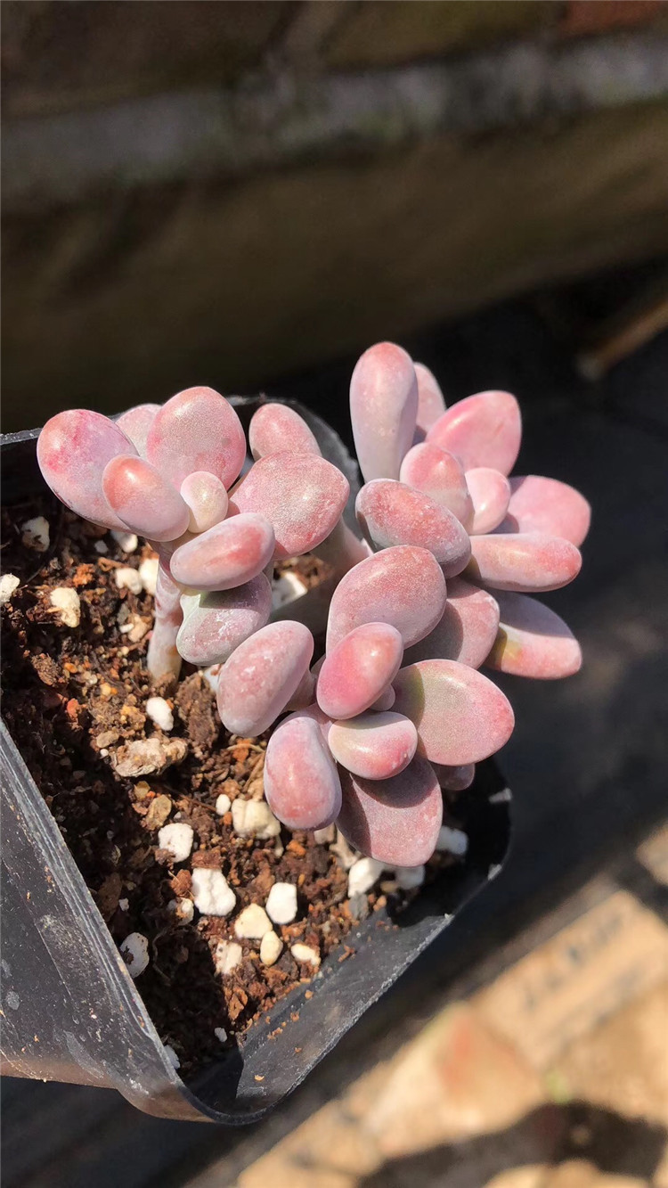 333多肉植物基地批发桃蛋多头状态好裸根发多肉品种状态品相美