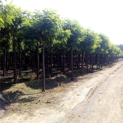 批发香花槐树苗小区绿化道路绿化规格齐全 山东红花槐基地主产区