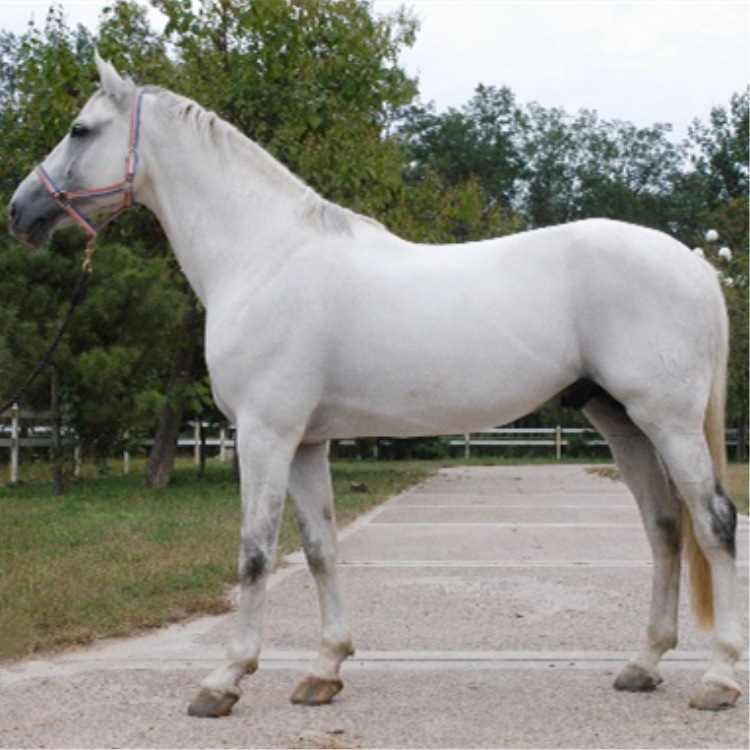 纯进口阿拉伯马价格 成年训好的骑乘马价格 菊花青马驹子出售