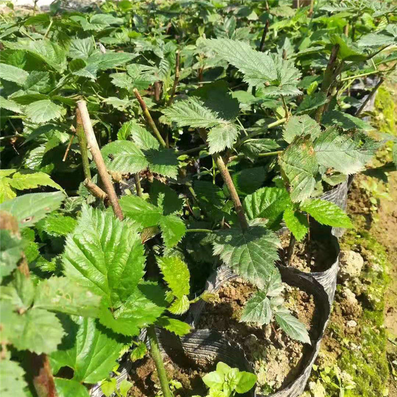 野生红树莓广西特产野生覆盆子苗 耐寒覆盆子苗 红树莓种苗