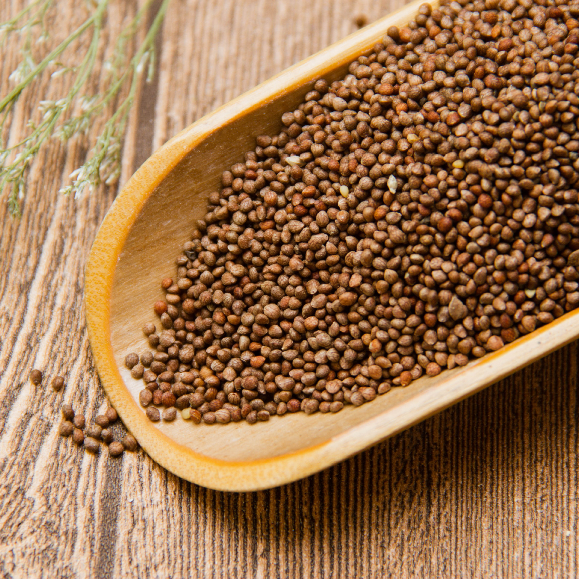 新货 紫苏子 中药材 紫苏籽 紫苏种子 支持药检 承接订单