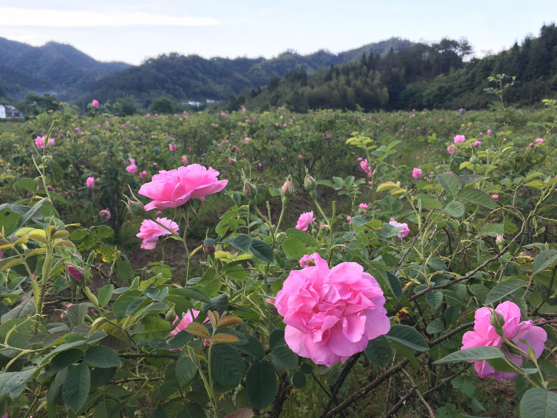 大马士革玫瑰复方精油3含量