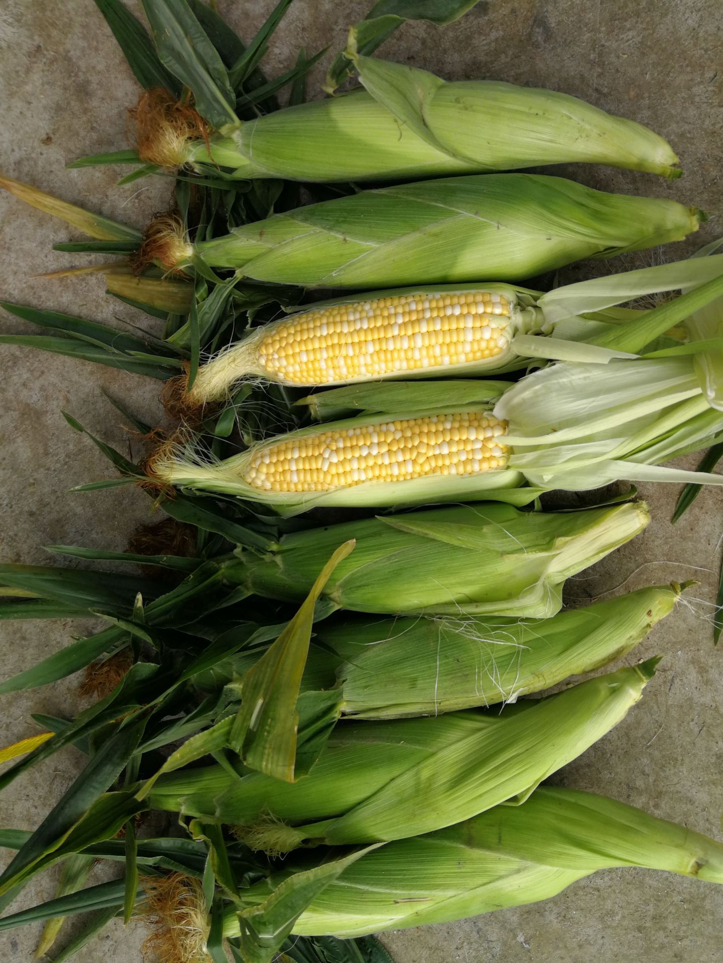 云南水果玉米新鲜蔬菜甜玉米8斤