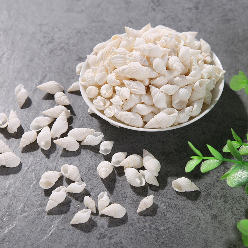 厂家直销海洋天然白米螺白色海螺贝壳海洋装饰鱼缸水族箱摆件批发