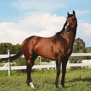 现在进口一批品质优异的半血马和景区用马价格优惠免费提供包邮