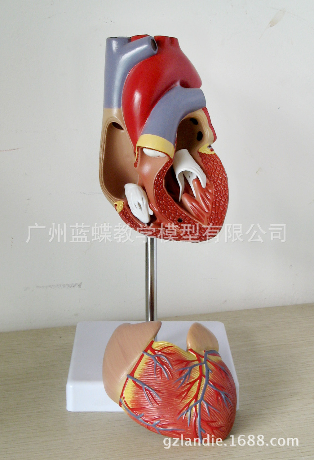 人体自然大 心脏解剖模型 b超彩超 医用 心脏教学(无标识)