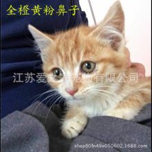 中华田园猫橘猫狸花猫纯黑猫纯白土猫幼崽猫咪活体宠物猫幼猫定金