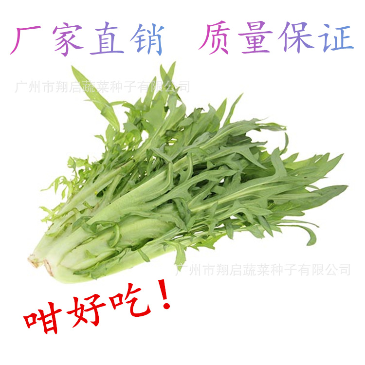 花芽甜麦菜种子甜唛菜种禾镰菜唛菜香甜唛菜蔬菜种子特色蔬菜