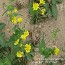 苦荬菜种子多年生牧草种子耐寒草籽苦麻菜家禽牧草籽猪牛羊马牧草