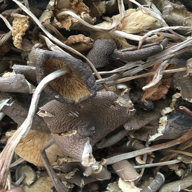鸡枞菌干品 鸡枞菌 云南火把鸡枞 产地直销 食用菌批发
