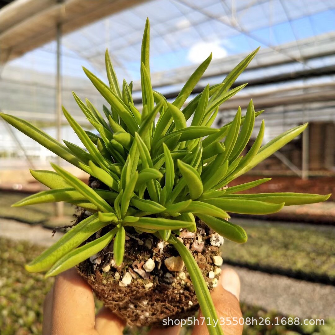 078多肉植物大棚批发欢乐豆盆7cm品相实拍多肉品种裸根发