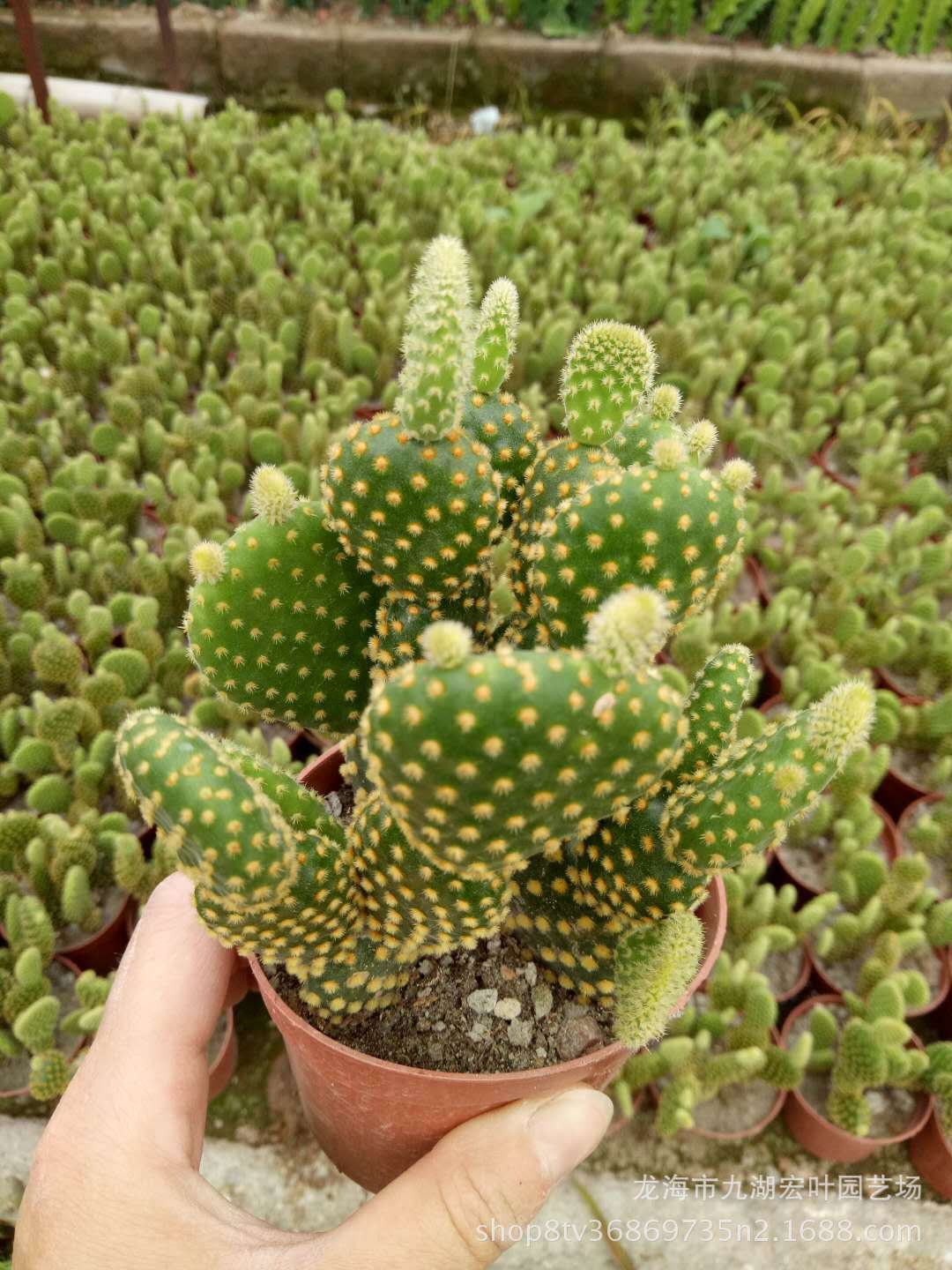 宏叶花卉 黄毛掌仙人掌 景天多肉 景观 盆栽多肉沙生植物自产自