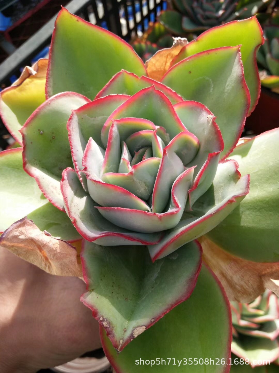 585多肉植物盆栽大棚批发 钢叶莲单头10cm左右多肉品种裸根发限量