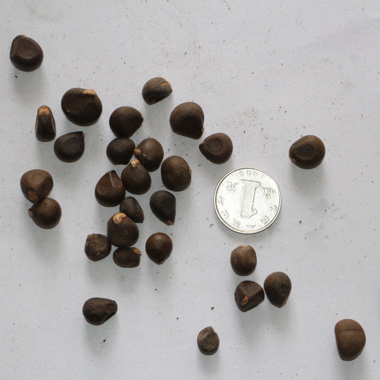 批发文冠果种子可榨油 优良木本食用油料树种 发芽率高 当年新采