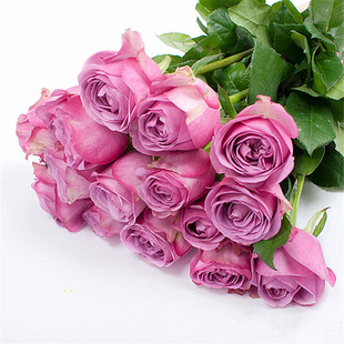 玫瑰花 云南花基地批发冷美人玫瑰鲜花 20枝/扎 花店必备开团爆款