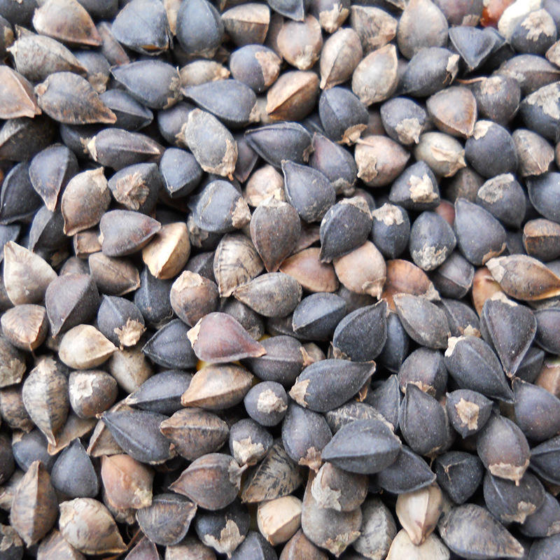 其他五谷杂粮最新价格行情查询-磨粉散装包邮杂粮烘焙豆燕麦米-阿里巴