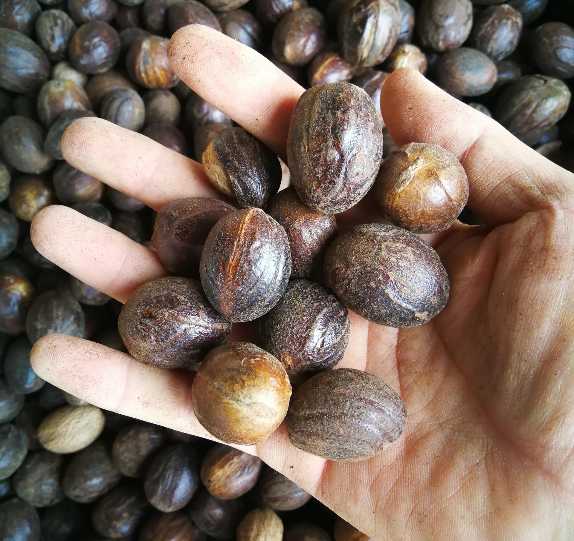 产地直销质圆香果 精选圆香果散装肉豆寇 圆香果 另有长香果