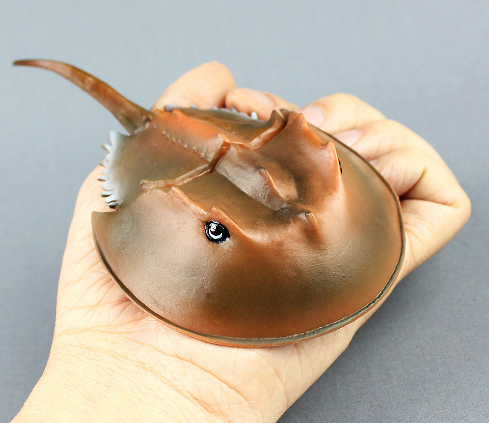 新款鲎仿真海洋生物海洋动物模型塑料海底动物儿童地摊玩具认知