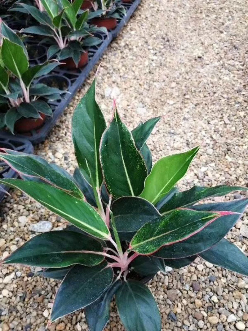 【基地直销】观叶植物花卉小盆栽 吸甲醛净化空气140#蓝宝石