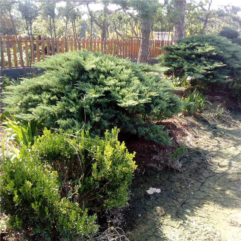 山东蜀桧价格常年出售现挖现卖湿地绿化道路绿化 山东地龙树价格