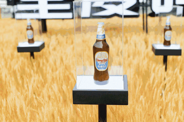 【一件代发】重庆啤酒小麦白465*12大瓶麦香果味山城火锅店麻辣标