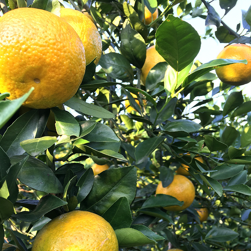 现货广西皇帝柑新鲜贡柑新鲜热带水果手剥皮桔子橘子多汁一件代发