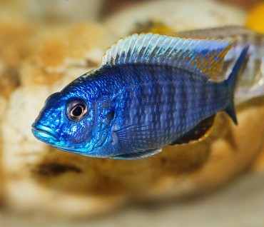 银背阿里马鲷慈鲷观赏鱼热带宠物鱼