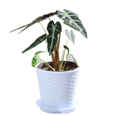 小仙女观音莲盆栽观叶植物花草桌面小盆栽阳台盆景花卉绿植黑叶芋