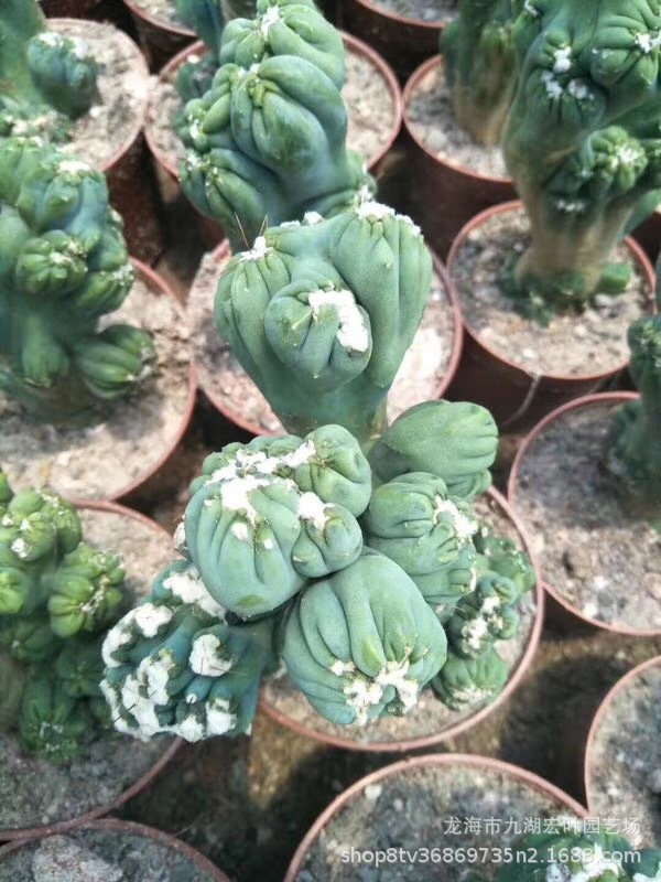 紫云罗汉山影拳仙人掌仙人球高30公分多肉植物沙生植物