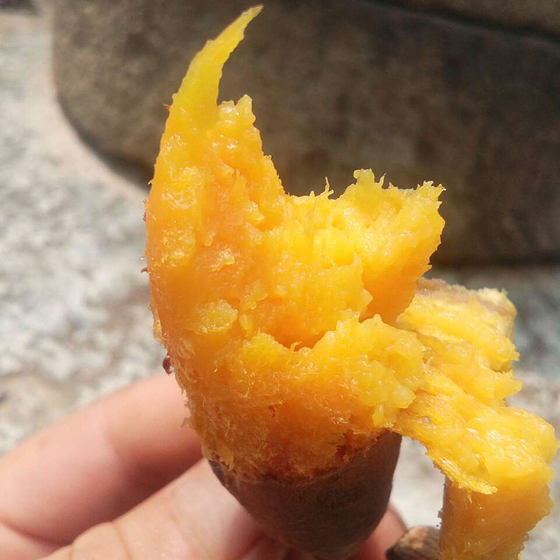 山东泗水地瓜番蜜薯新鲜红心烤地瓜稀瓤烟薯25农家迷你小山芋现挖