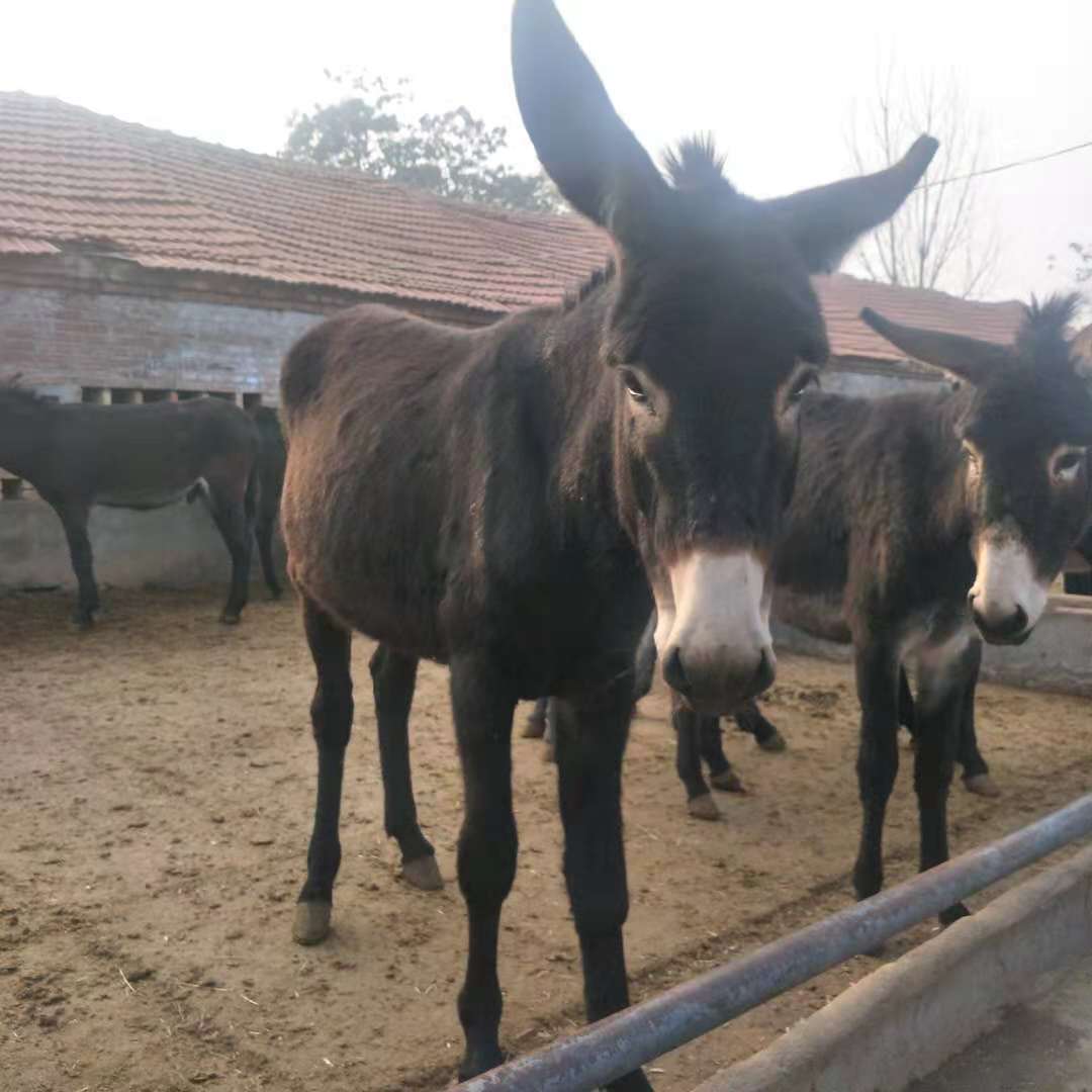 德州驴怀孕母驴 湖南肉驴苗养殖厂家小 肉驴崽价格 改良活驴价钱