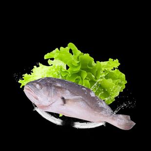 经销海鲜冷冻拉菲黄鱼 真空包装醇香拉菲黄鱼 冻鲜拉菲黄鱼