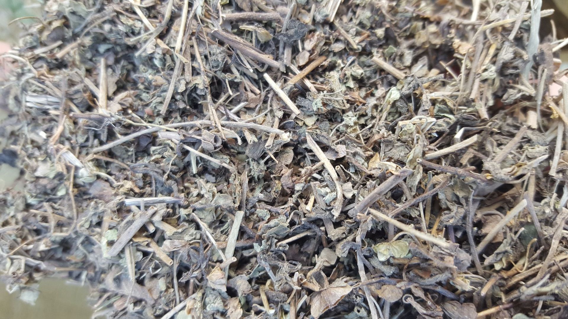 批发双肾草 肾阳草 一根葱 秤砣草 坠桃草 肾阳草 鸡肾参对对参