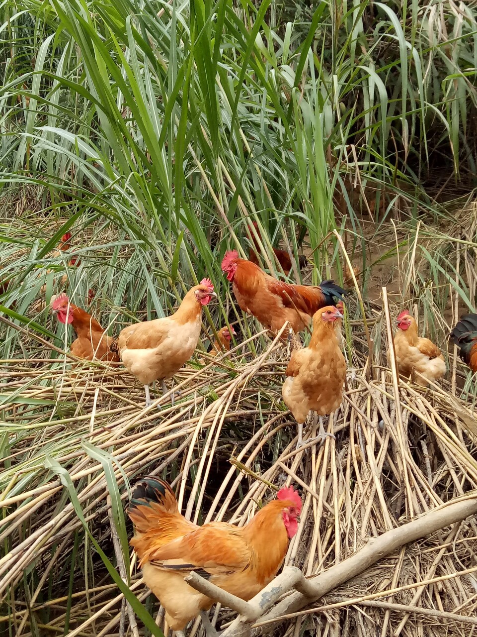 鸡生蛋蛋生鸡,求下联