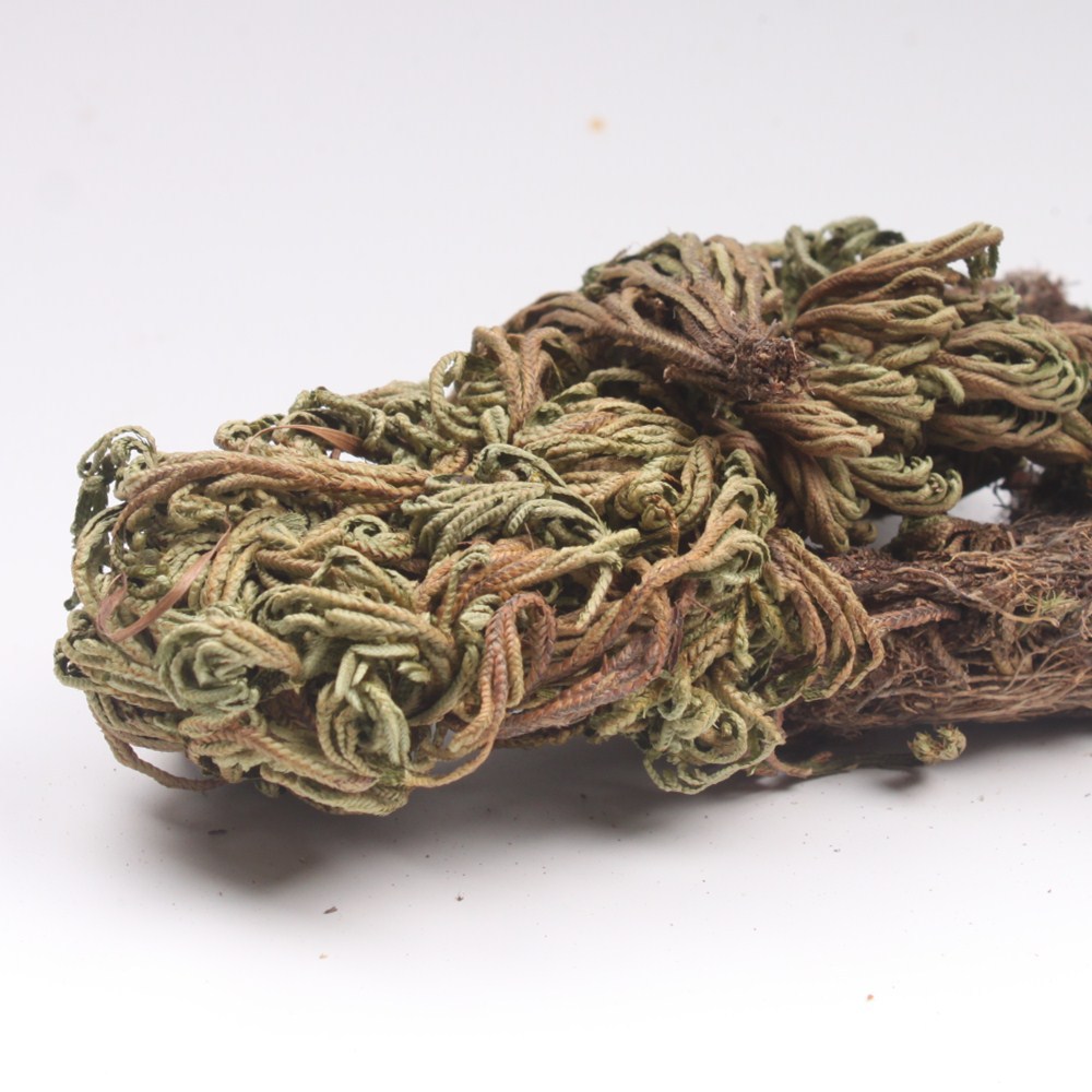 冷背批发中药材山东卷柏中药材卷柏九死还魂草复活草还阳草不死草