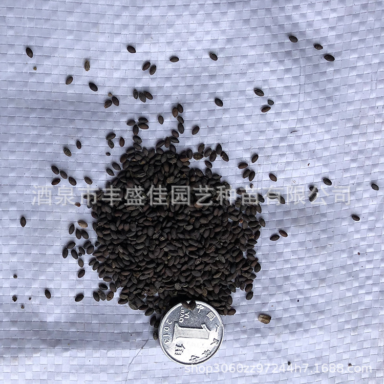 鼠尾草种子 批发各种草花种子 景观,绿化种子鼠尾草种子