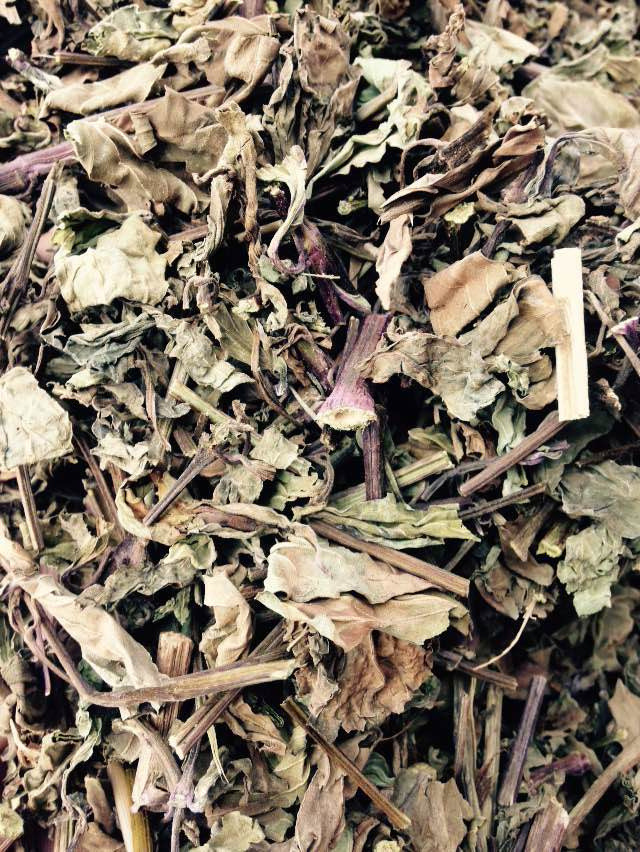 猫须草茶 肾茶 化石草 自产自销 洗肾茶