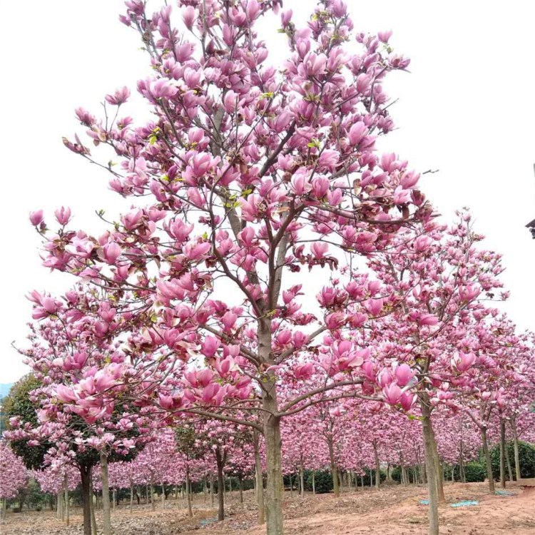 批发8cm-10cm公分二乔玉兰又名紫玉兰红花玉兰树 耐寒耐热乔朩