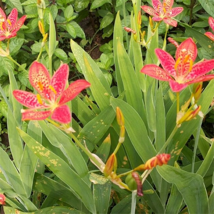 散装射干种子优质乌扇乌蒲黄远夜干草姜水生药材红花鸢尾籽种批发