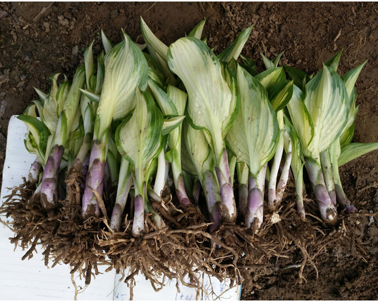 大量供应玉簪 玉簪苗 青叶玉簪 花叶玉簪 白萼 庭院绿化苗