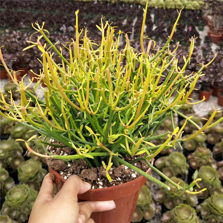 210基地批发多肉植物红珊瑚散群盆17cm多肉品种状态