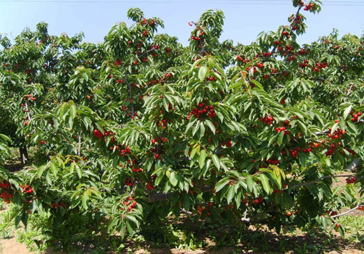 嫁接美国樱桃车厘子树苗大樱桃树盆栽室内南北方种植果树当年结果