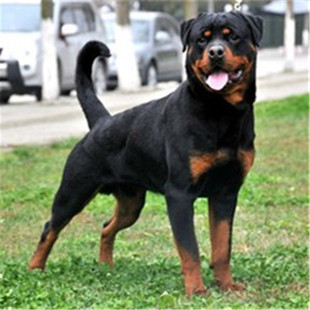 纯种血统德系罗威纳犬幼犬 出售活体美系罗威纳宠物狗狗保证健康