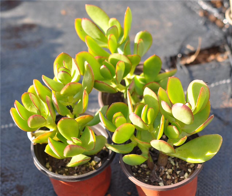 069大棚限量批发多肉植物 金边玉树小桩盆9cm多肉品种 状态