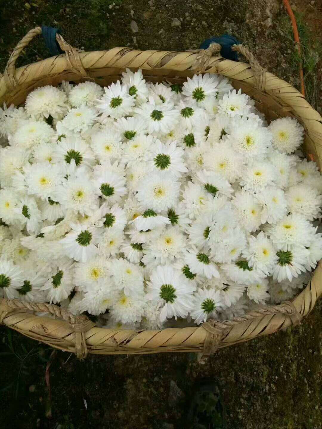白菊花产地直销黄山贡菊七月菊太阳菊金丝黄菊花草茶量大从优
